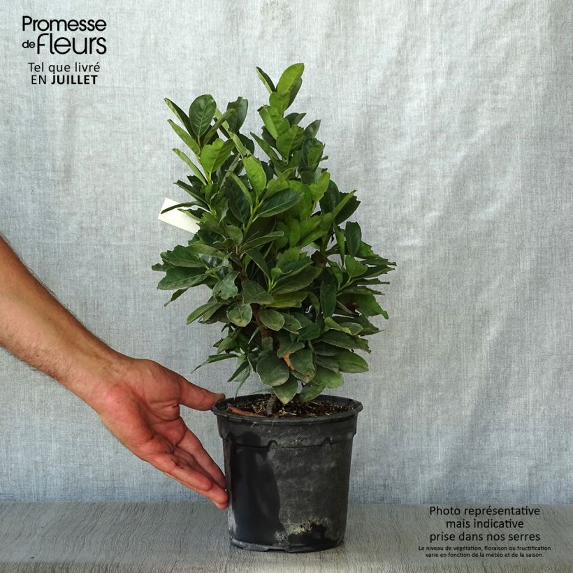Exemplaar van Prunus laurocerasus Miniredia - Laurierkers Pot van 2 l/3 l zoals geleverd in de zomer