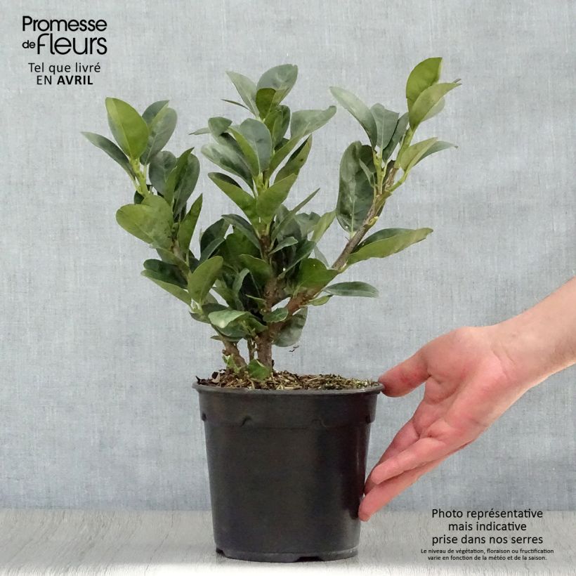 Exemplaar van Prunus laurocerasus Miniredia - Laurierkers Pot van 2 l/3 l zoals geleverd in de lente