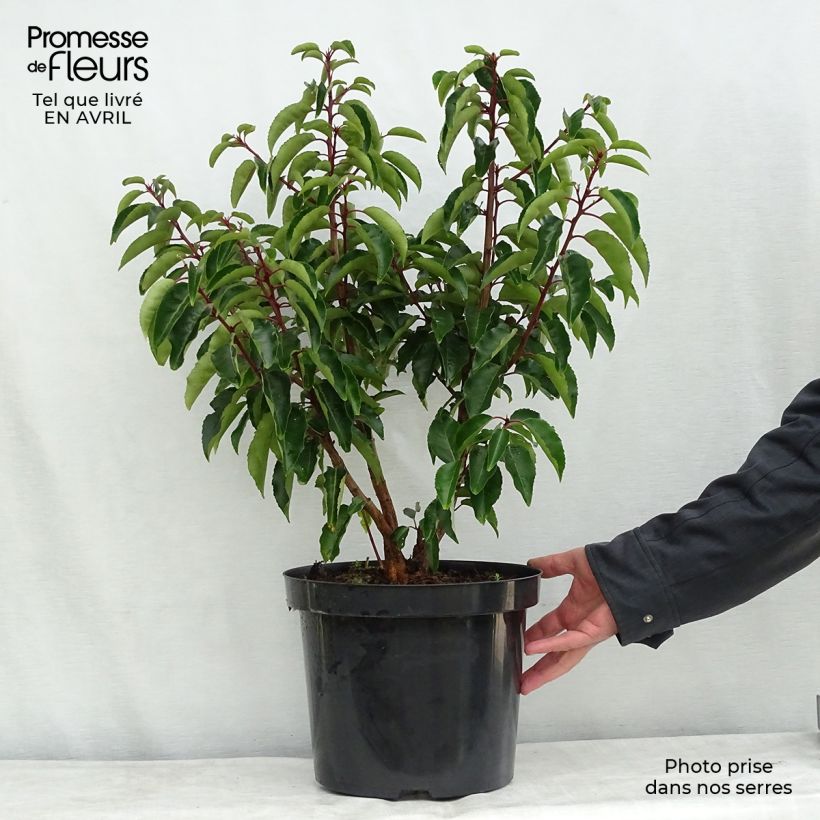 Example of Prunus lusitanica - Portugese laurier Pot van 7,5 l/10 l as you get in printemps