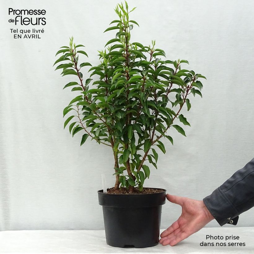 Exemplaar van Prunus lusitanica Angustifolia - Portugese laurier Pot van 3 l/4 l zoals geleverd in de lente