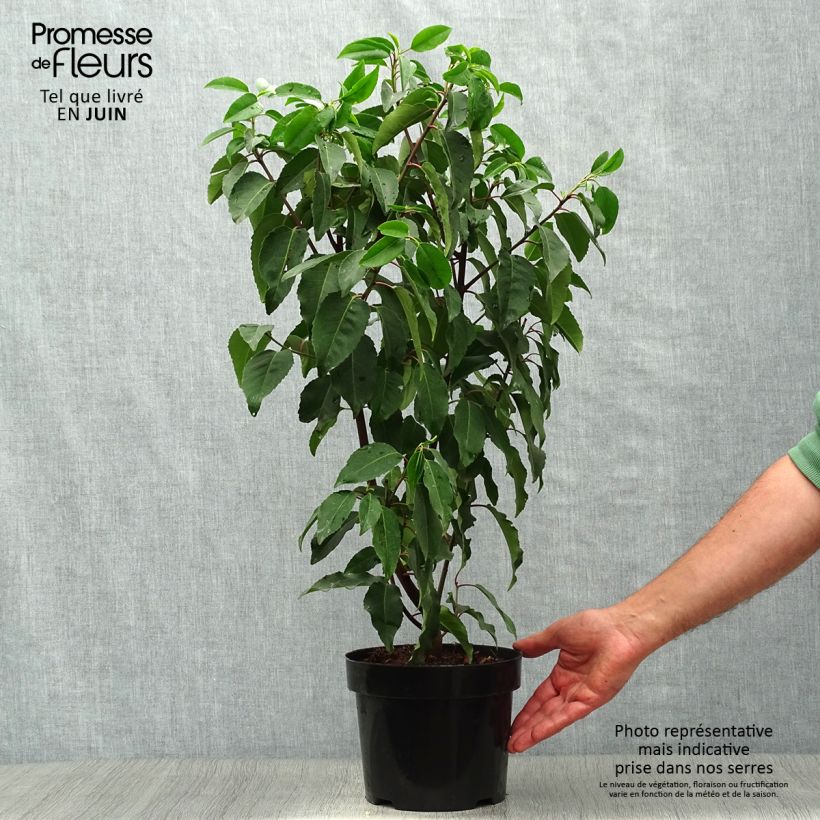 Exemplaar van Prunus lusitanica Angustifolia - Portugese laurier Pot van 3 l/4 l zoals geleverd in de zomer