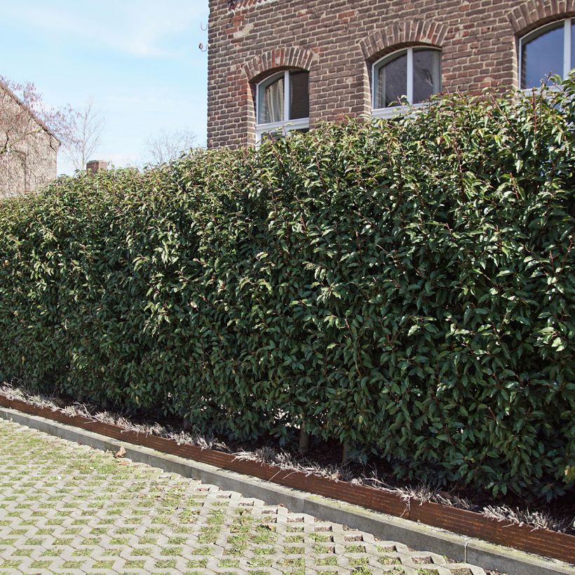 Prunus lusitanica Angustifolia - Portugese laurier (Groeiplaats)