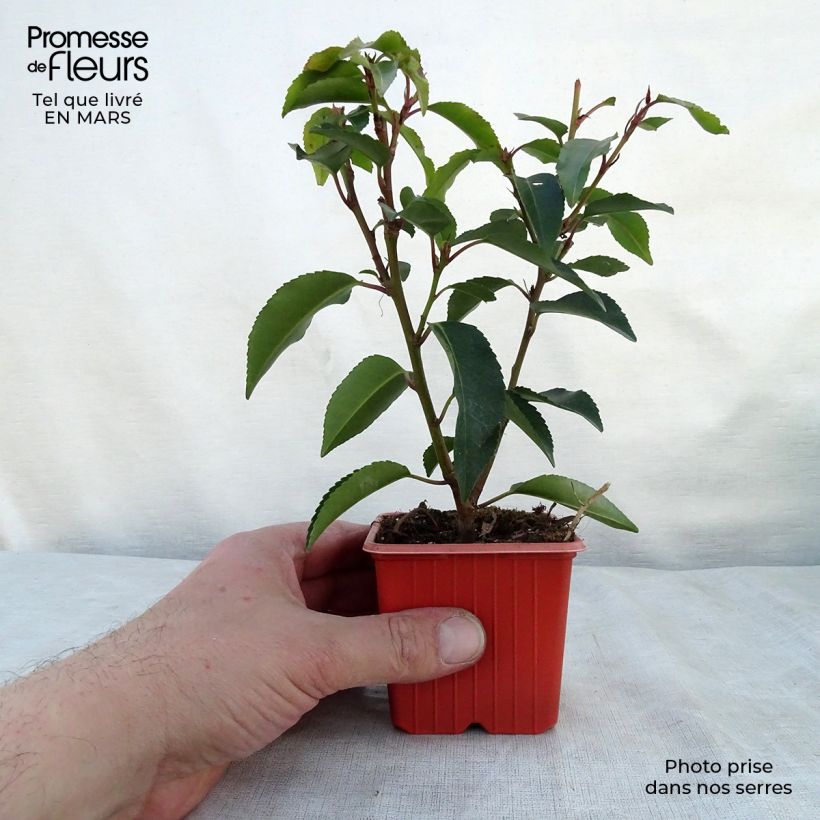 Exemplaar van Prunus lusitanica Angustifolia - Portugese laurier Kweekpotje van 8/9 cm zoals geleverd in de lente