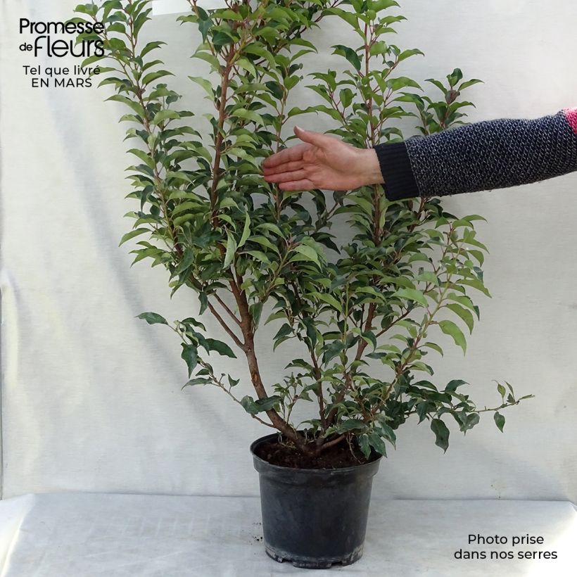 Exemplaar van Prunus lusitanica Brenelia - Portugese laurier Pot van 7,5 l/10 l zoals geleverd in de lente