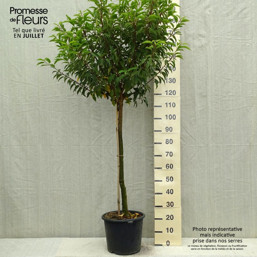 Exemplaar van Prunus lusitanica Myrtifolia - Portugese laurier Pot van 12 l/15 l, Half-hoge stam zoals geleverd in de zomer