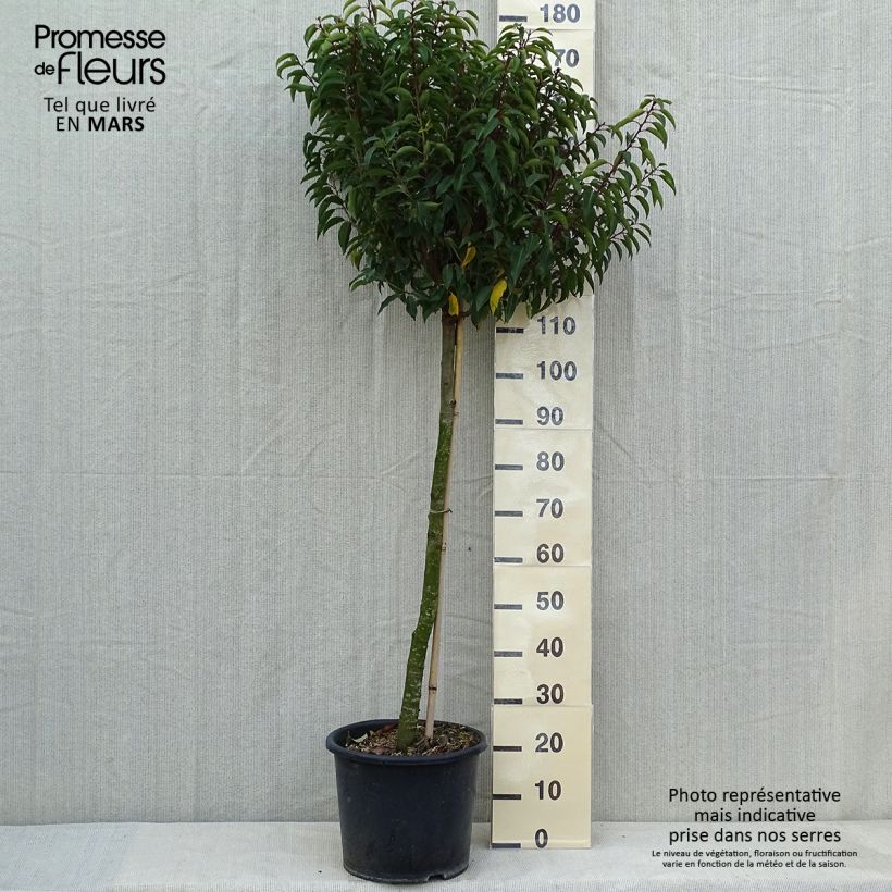 Exemplaar van Prunus lusitanica Myrtifolia - Portugese laurier Pot van 12 l/15 l, Half-hoge stam zoals geleverd in de lente