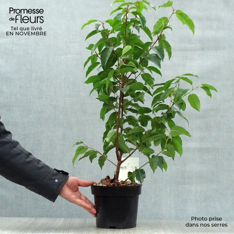 Exemplaar van Prunus lusitanica - Portugese laurier Pot van 3 l/4 l zoals geleverd in de herfst