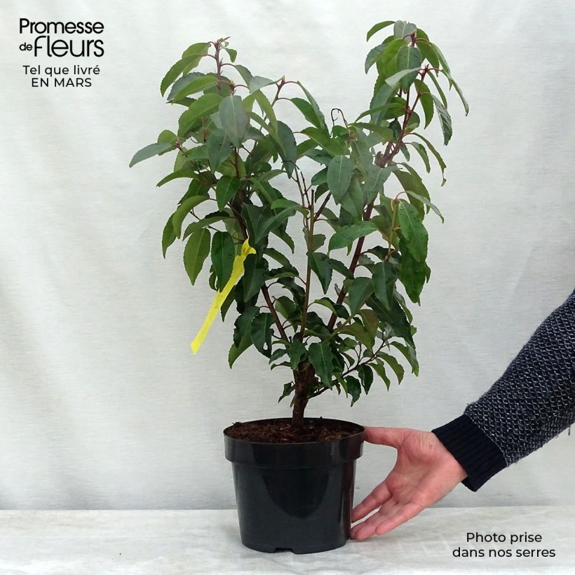 Example of Prunus lusitanica - Portugese laurier Pot van 3 l/4 l as you get in printemps