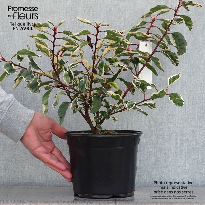 Exemplaar van Prunus lusitanica Variegata - Portugese laurier Pot van 3 l/4 l zoals geleverd in de lente