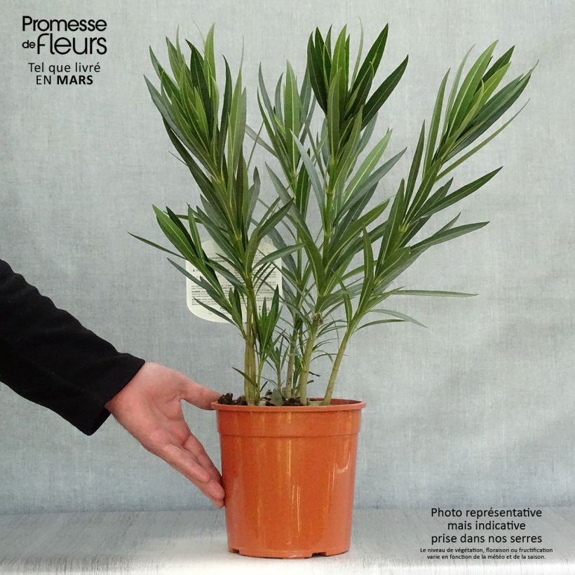 Example of Nerium oleander Alsace - Oleander Pot van 3 l/4 l, Struik as you get in printemps