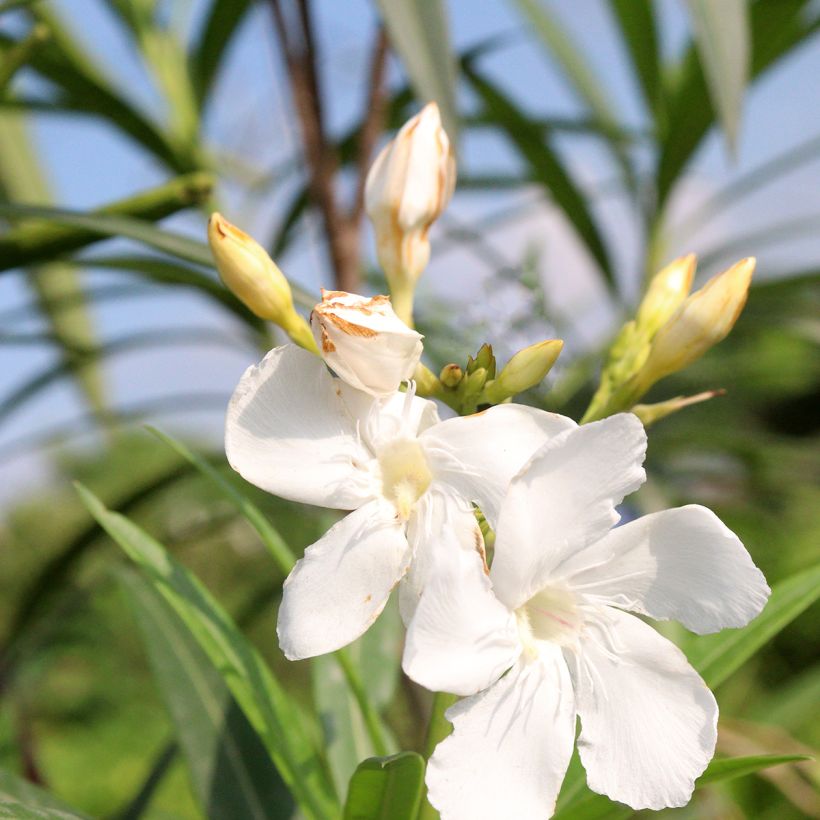 Nerium oleander Alsace - Oleander (Flowering)