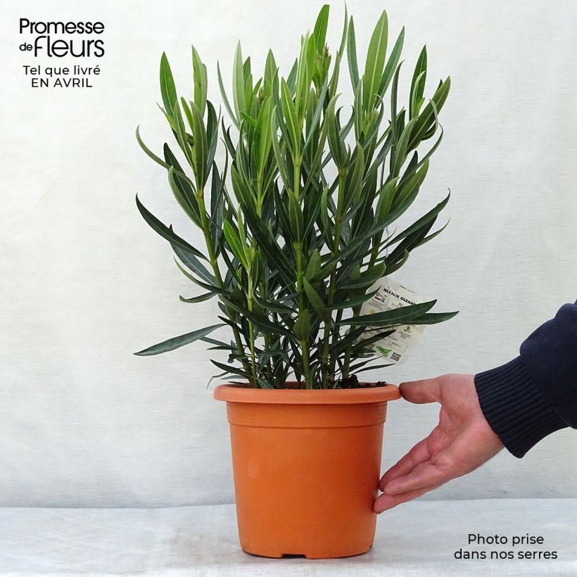 Exemplaar van Nerium oleander Angiolo Pucci - Oleander Pot van 3 l/4 l, Struik zoals geleverd in de lente