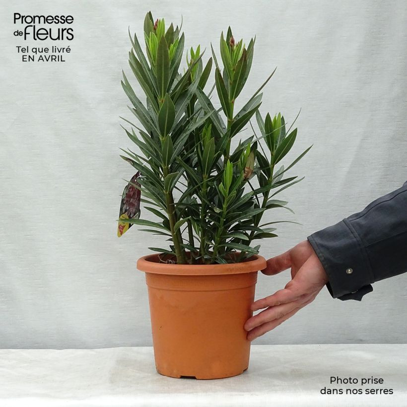 Exemplaar van Nerium oleander Emilie - Rozenlaurier Pot van 3 l/4 l, Struik zoals geleverd in de lente