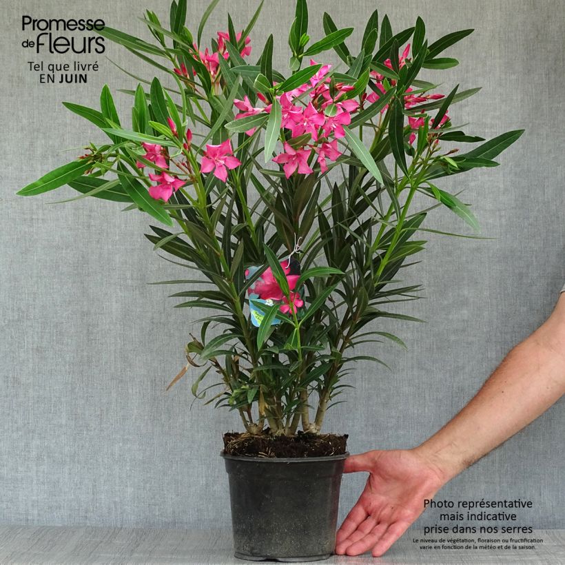 Exemplaar van Nerium oleander Italia - Oleander Pot van 3 l/4 l, Struik zoals geleverd in de zomer