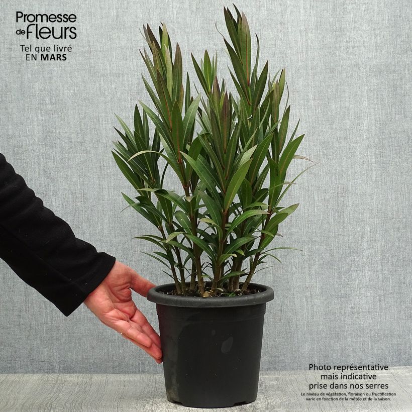 Example of Nerium oleander Italia - Oleander Pot van 3 l/4 l, Struik as you get in printemps