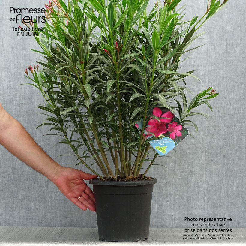 Exemplaar van Nerium oleander Italia - Oleander Pot van 7,5 l/10 l zoals geleverd in de zomer