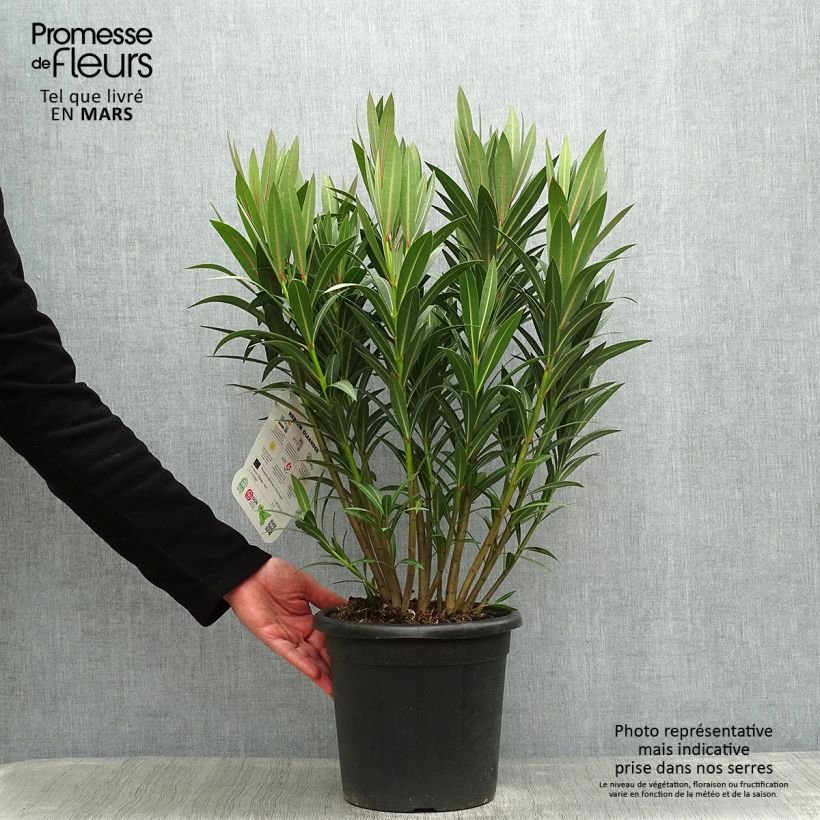 Example of Nerium oleander Italia - Oleander Pot van 7,5 l/10 l as you get in printemps