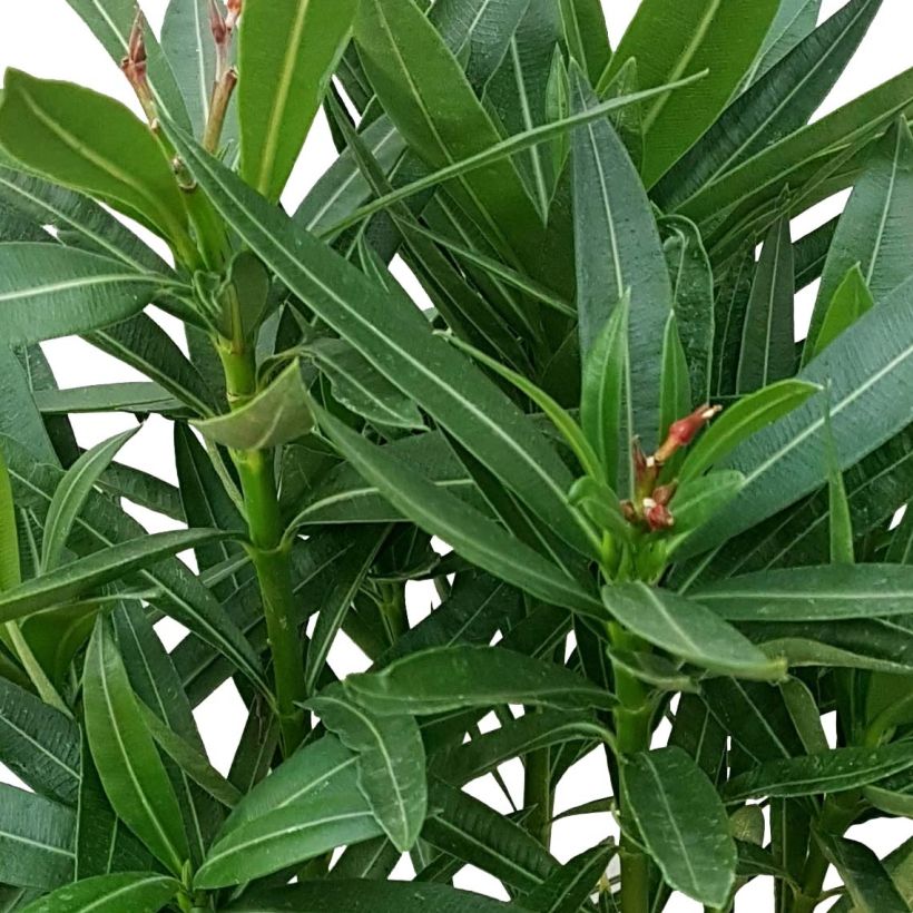 Nerium oleander Jannoch - Rozenlaurier (Blad)