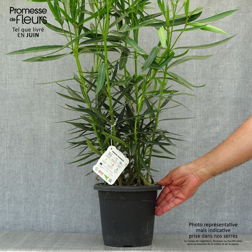 Exemplaar van Nerium oleander Luteum Plenum - Oleander Pot van 3 l/4 l, Struik zoals geleverd in de zomer