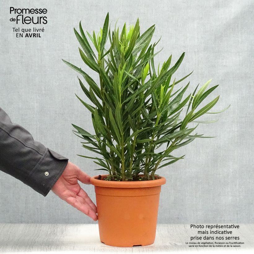 Example of Nerium oleander Luteum Plenum - Oleander Pot van 3 l/4 l, Struik as you get in printemps