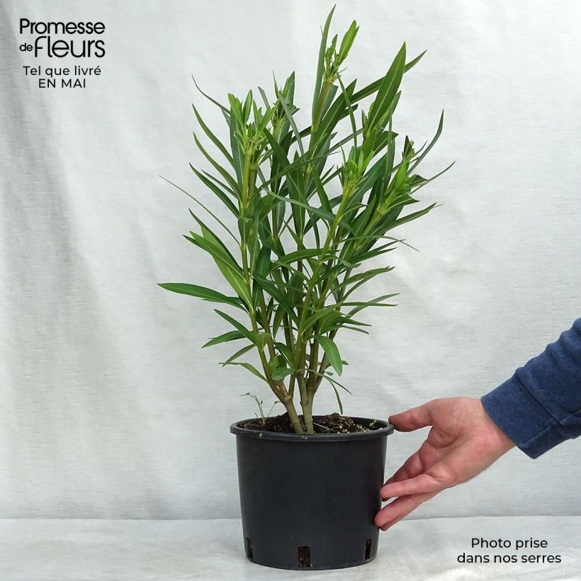 Example of Nerium oleander Wit - Oleander Pot van 2 l/3 l, Struik as you get in printemps