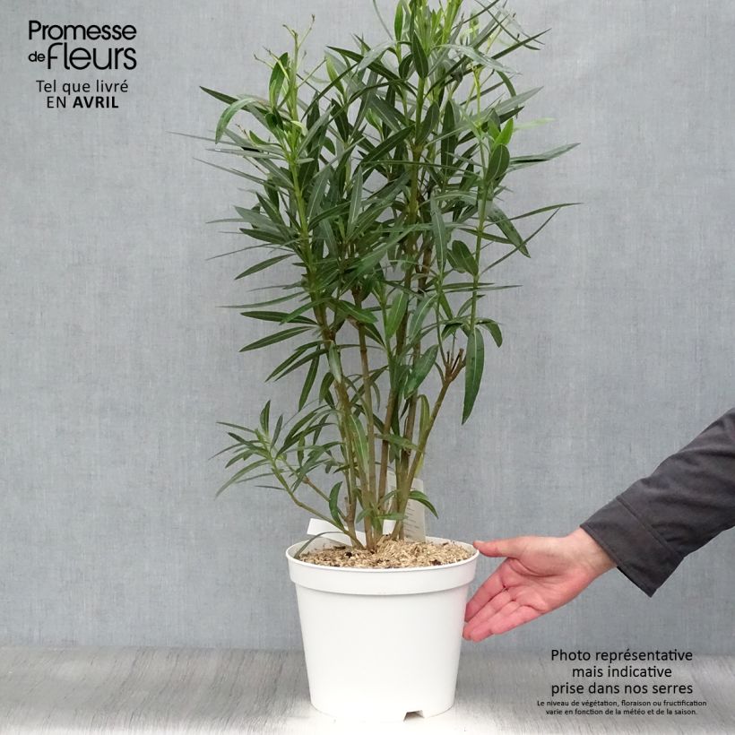 Example of Nerium oleander Wit - Oleander Pot van 6 l/7 l as you get in printemps