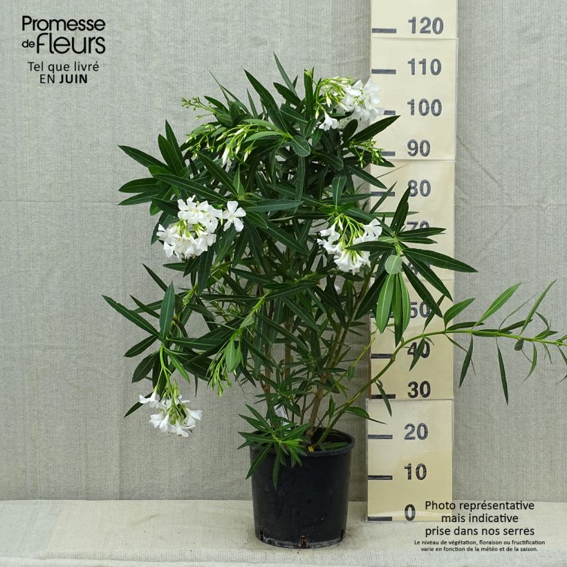 Exemplaar van Nerium oleander Wit - Oleander Pot van 6 l/7 l zoals geleverd in de zomer