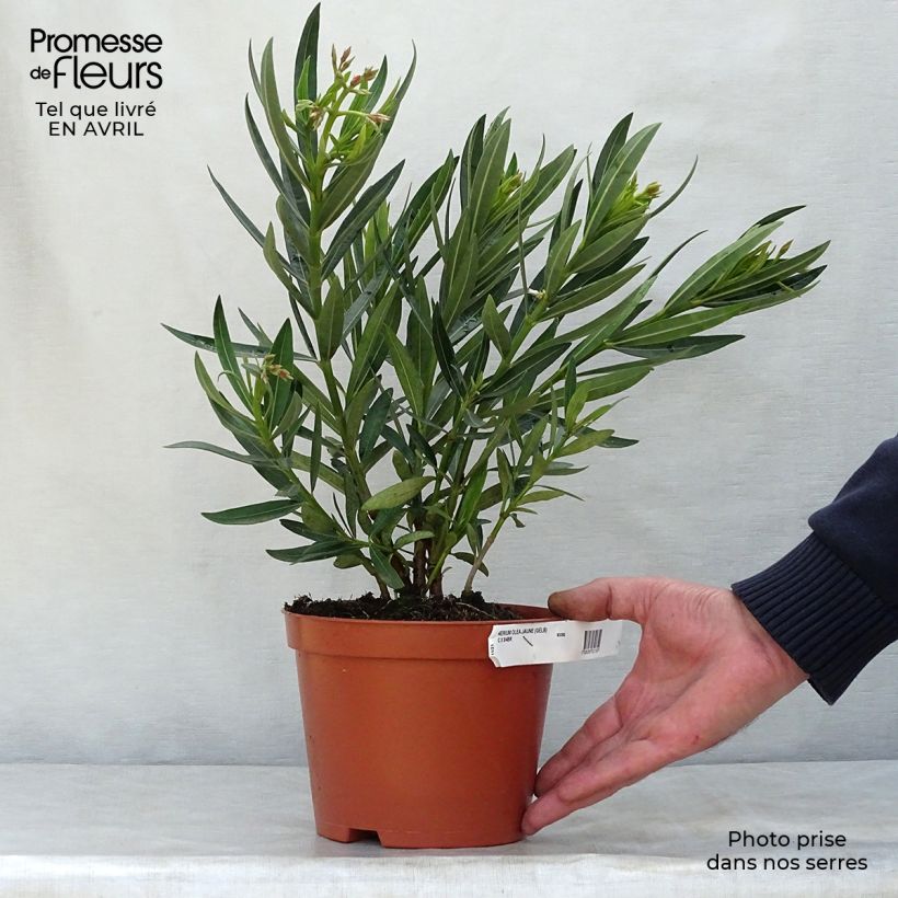 Example of Nerium oleander Geel - Rozenlaurier Pot van 2 l/3 l, Struik as you get in printemps