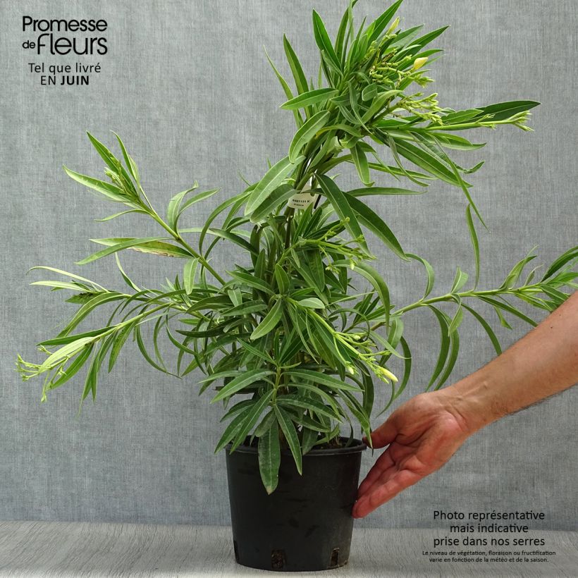 Exemplaar van Nerium oleander Geel - Rozenlaurier Pot van 2 l/3 l, Struik zoals geleverd in de zomer
