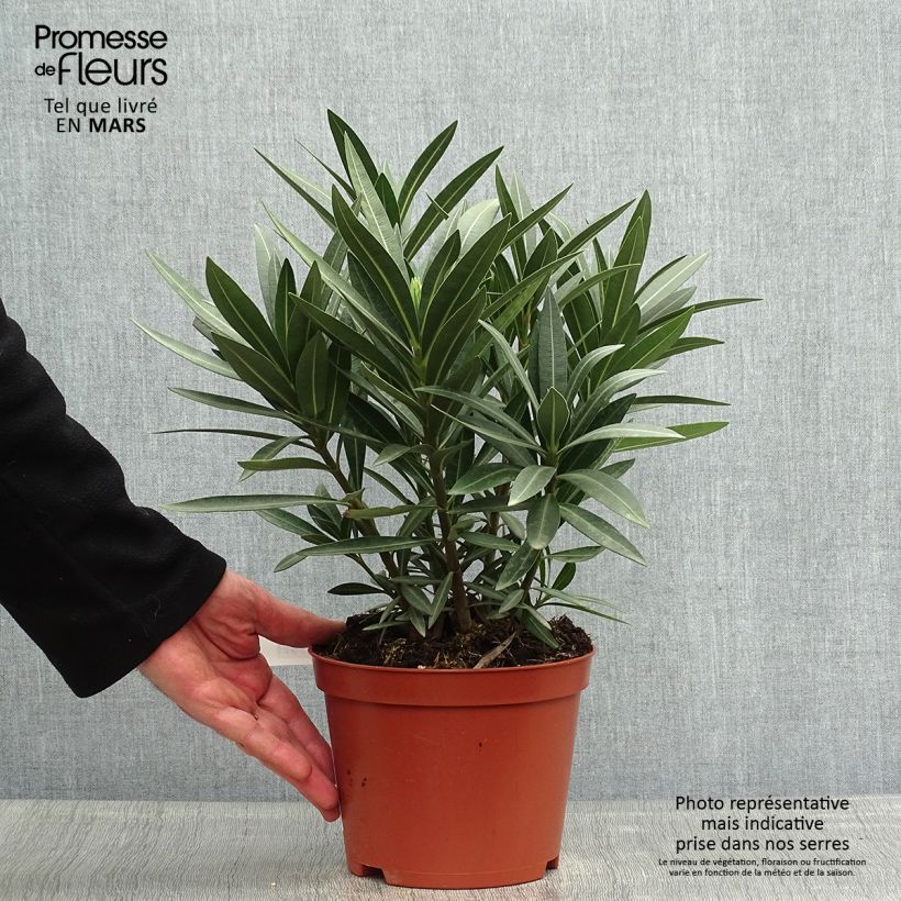 Example of Nerium oleander Rood Dubbel - Oleander Pot van 2 l/3 l, Struik as you get in printemps
