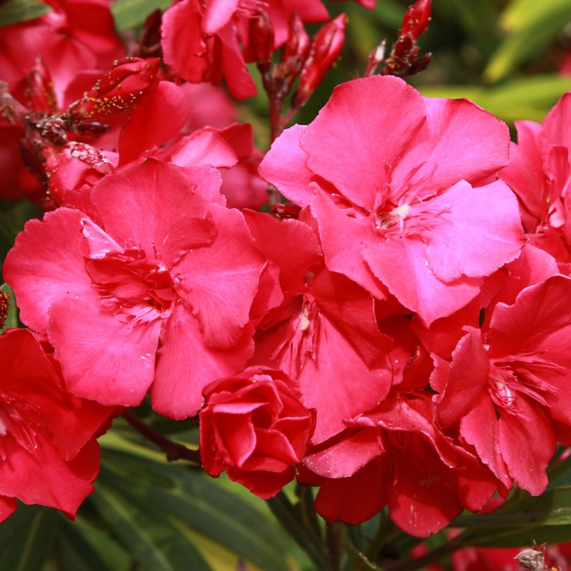 Nerium oleander Rood Dubbel - Oleander (Flowering)