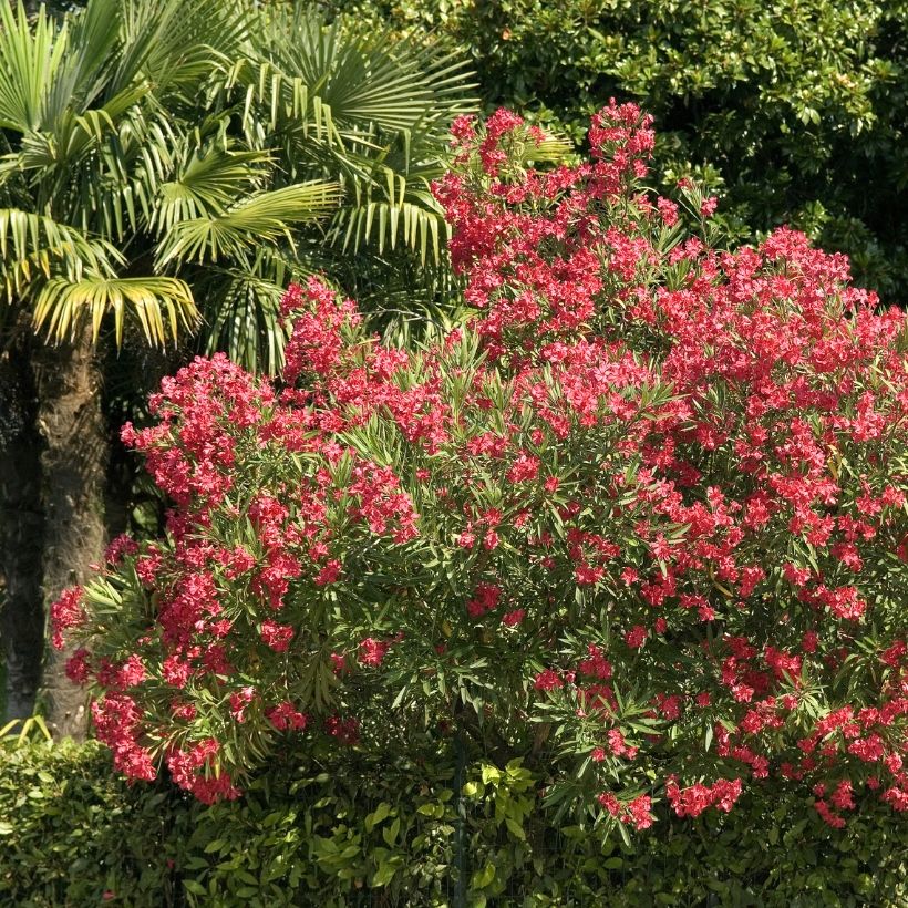 Nerium oleander Rood Simple - Oleander (Groeiplaats)
