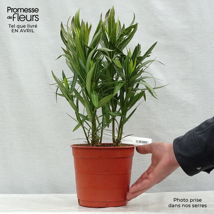 Example of Nerium oleander Rood Simple - Oleander Pot van 2 l/3 l, Struik as you get in printemps