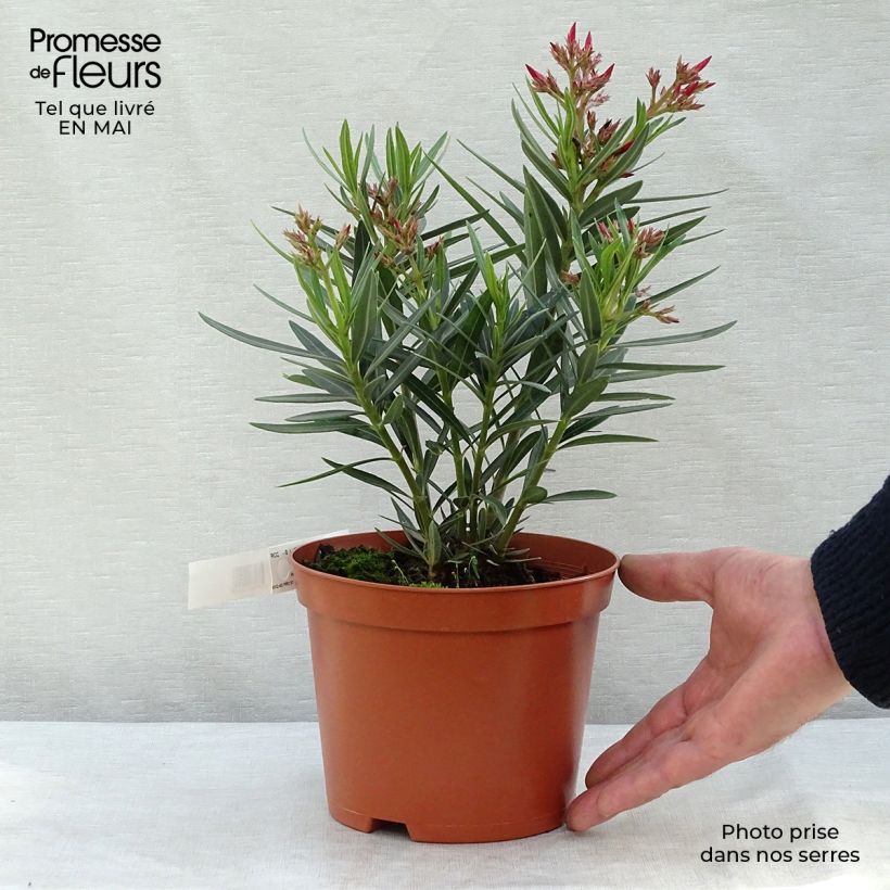 Exemplaar van Nerium oleander Zalm - Rozenlaurier Pot van 2 l/3 l, Struik zoals geleverd in de lente