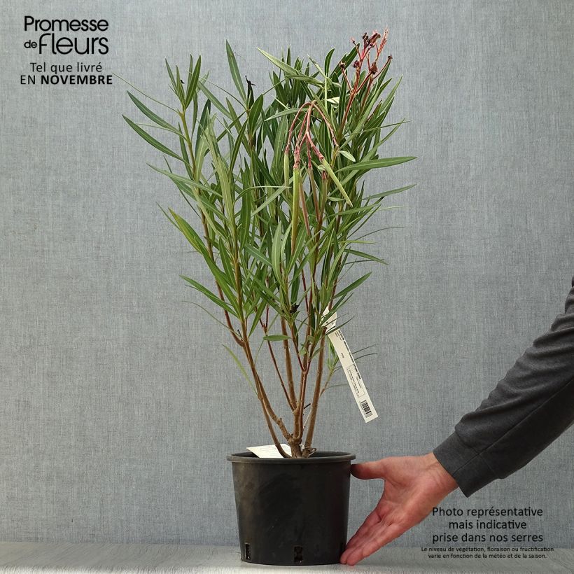 Exemplaar van Nerium oleander Zalm - Rozenlaurier Pot van 2 l/3 l, Struik zoals geleverd in de herfst