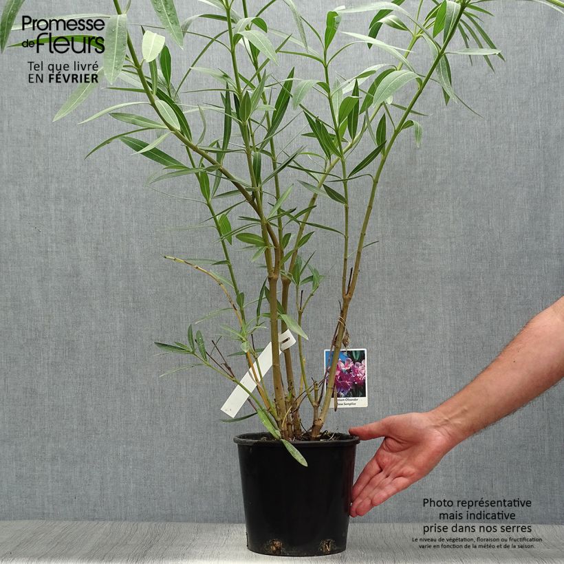Exemplaar van Nerium oleander Roze - Oleander Pot van 2 l/3 l zoals geleverd in de herfst