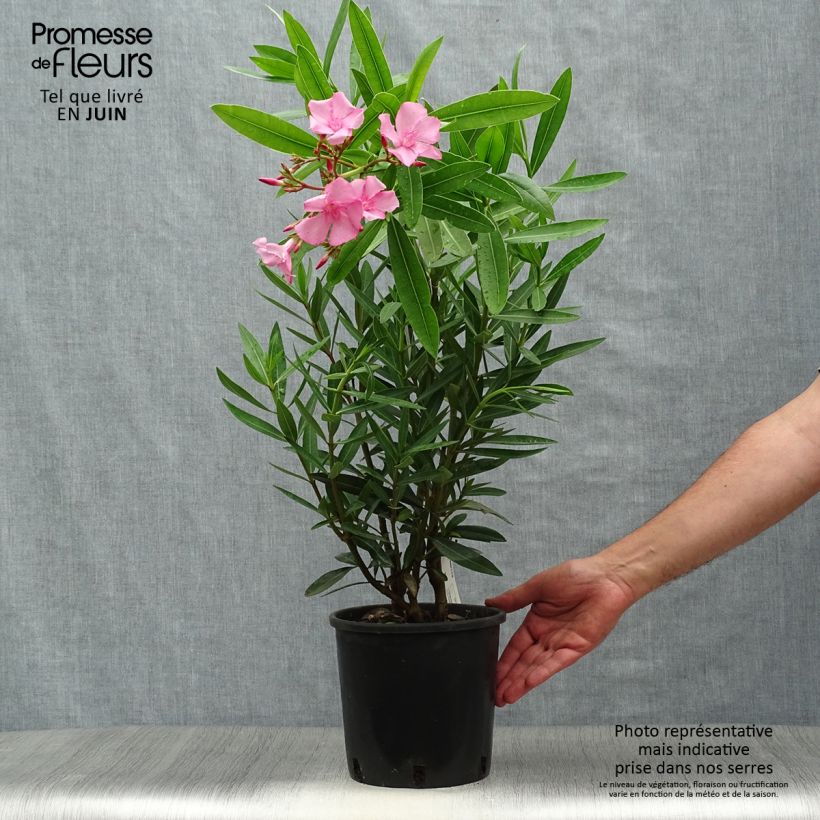 Exemplaar van Nerium oleander Roze - Oleander Pot van 2 l/3 l zoals geleverd in de zomer