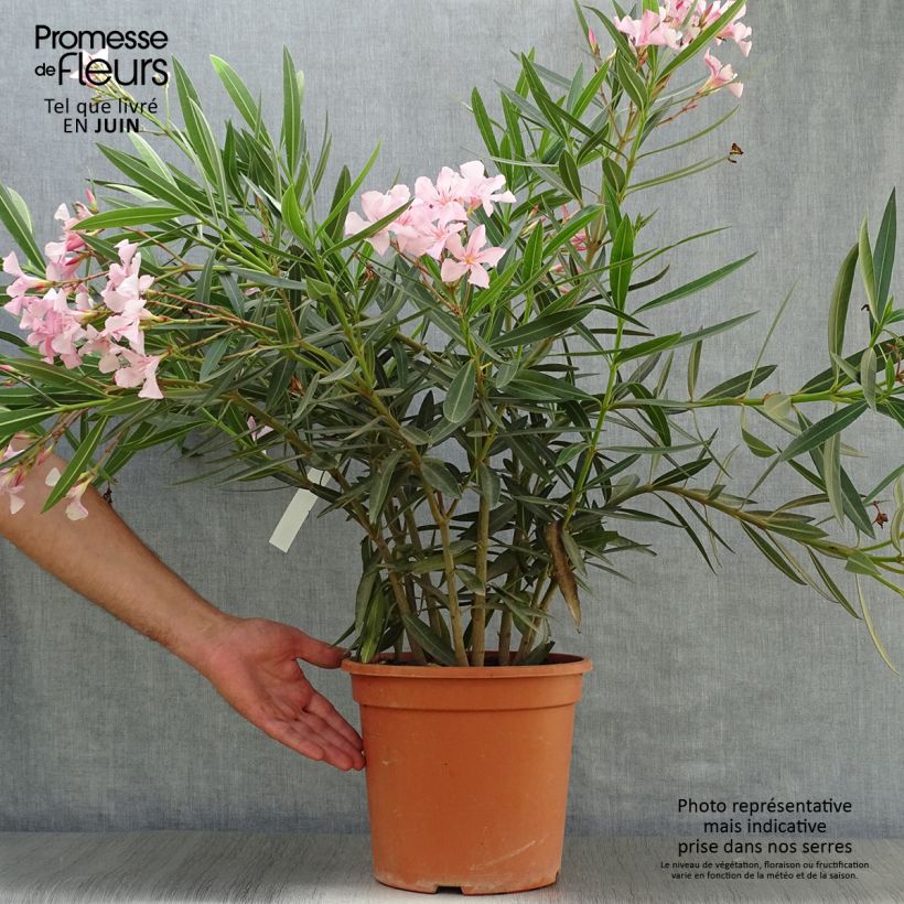 Exemplaar van Nerium oleander Roze - Oleander Pot van 6 l/7 l zoals geleverd in de zomer