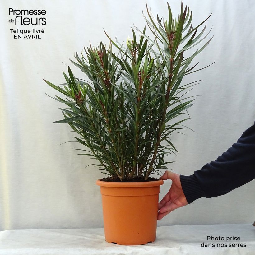 Exemplaar van Nerium oleander Papa Gambetta - Rozenlaurier Pot van 2 l/3 l, Struik zoals geleverd in de lente