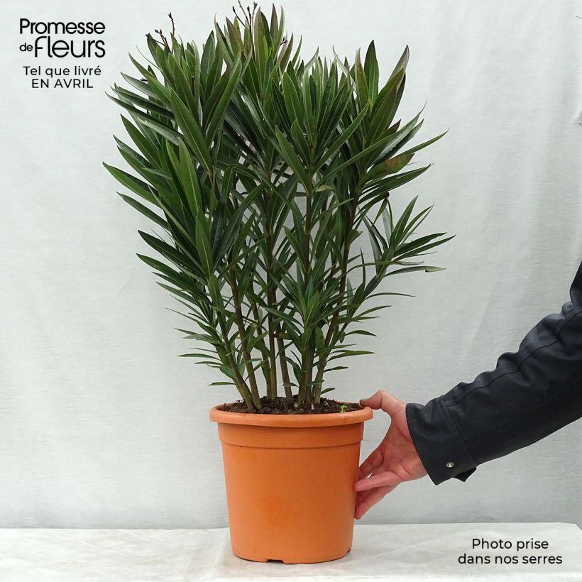 Example of Nerium oleander Roseum Plenum - Rozenlaurier Pot van 7,5 l/10 l as you get in printemps