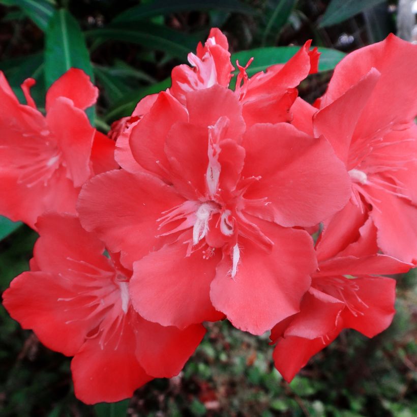 Nerium oleander Scarlet Beauty - Rozenlaurier (Bloei)
