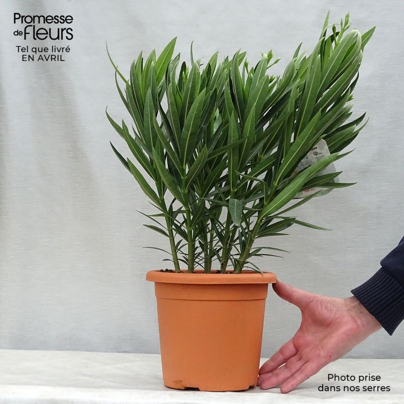 Exemplaar van Nerium oleander Soeur Agnes - Rozenlaurier Pot van 3 l/4 l, Struik zoals geleverd in de lente