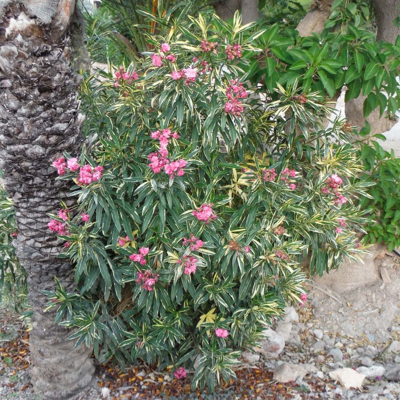Nerium oleander Variegata - Rozenlaurier (Plant habit)
