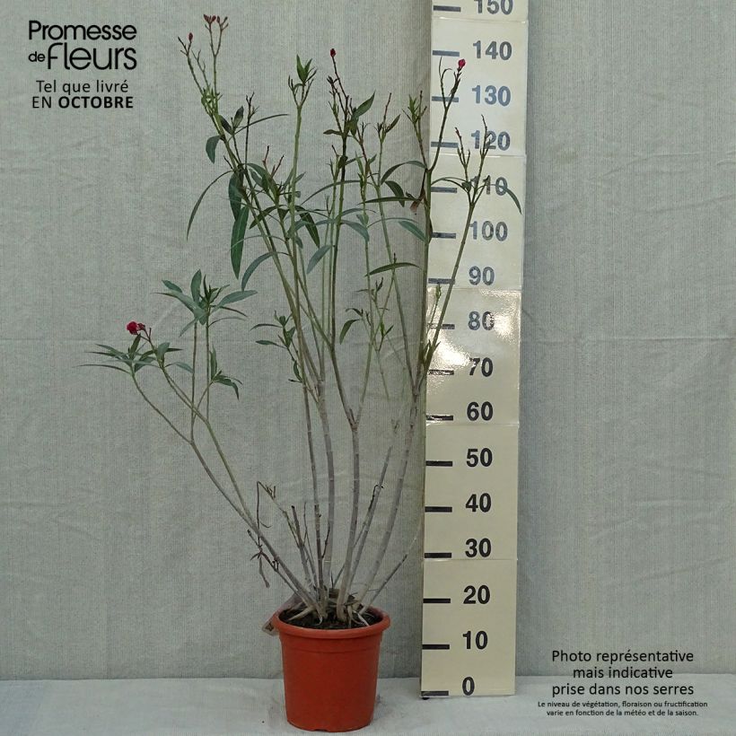 Exemplaar van Nerium oleander Roseum Plenum - Rozenlaurier Pot van 7,5 l/10 l zoals geleverd in de herfst