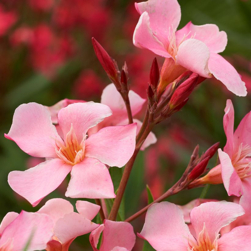 Nerium oleander Tito Poggi - Oleander (Bloei)