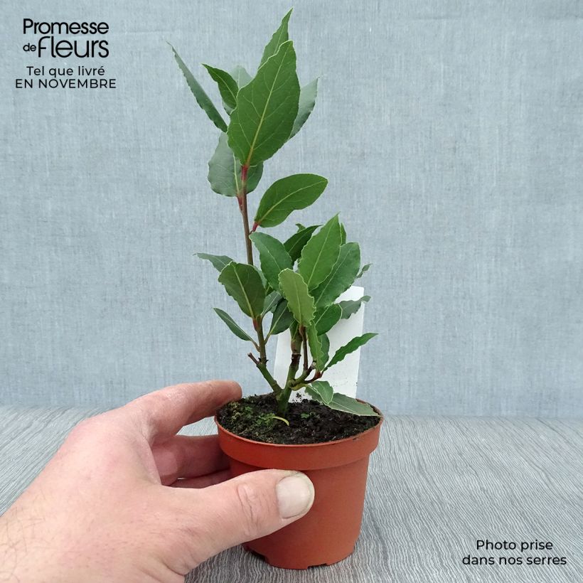 Exemplaar van Echte laurier - Laurus nobilis Kweekpotje van 8/9 cm zoals geleverd in de herfst
