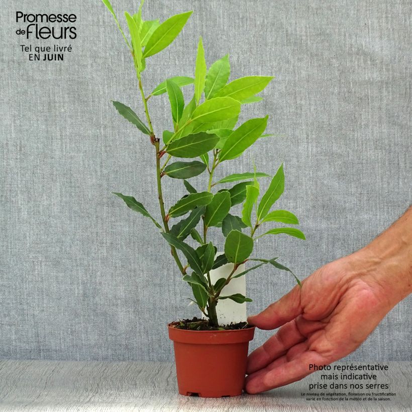 Exemplaar van Echte laurier - Laurus nobilis Pot van 10 cm/11 cm zoals geleverd in de zomer