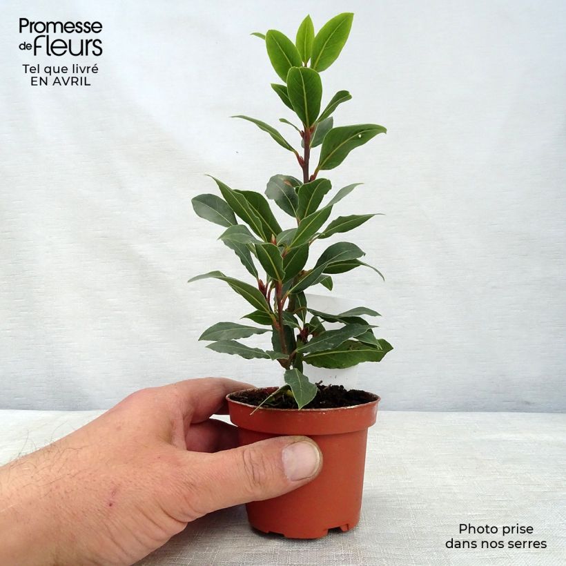 Exemplaar van Echte laurier - Laurus nobilis Pot van 10 cm/11 cm zoals geleverd in de lente