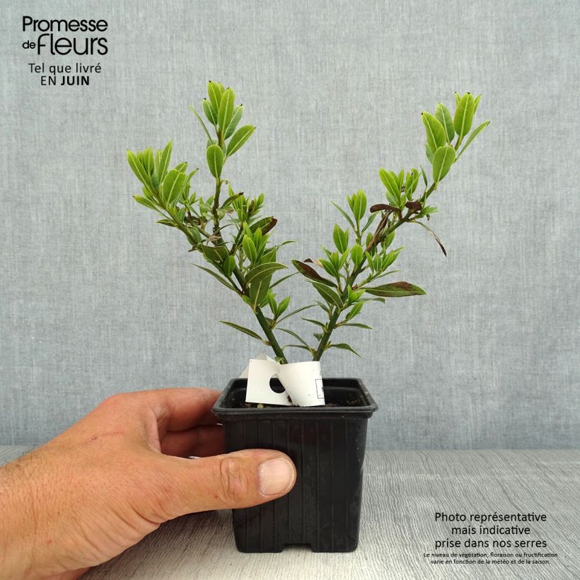 Exemplaar van Laurus nobilis Little Laura - Laurier Kweekpotje van 8/9 cm zoals geleverd in de lente