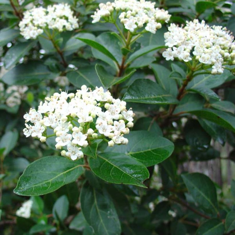 Viburnum tinus - Lauriersneeuwbal (Bloei)